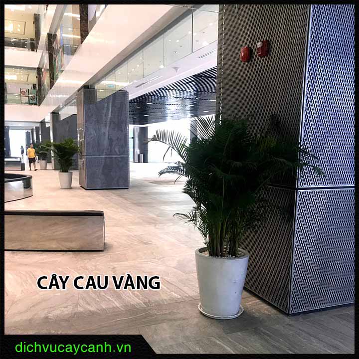 cây cau vàng