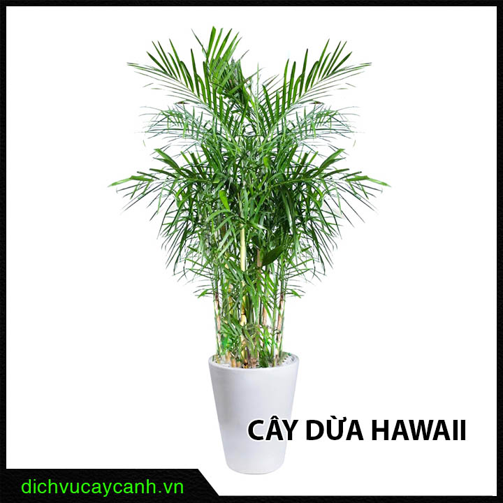 cây dừa Hawaii