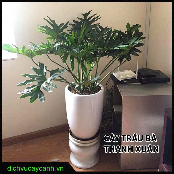 Cây trầu bà thanh xuân