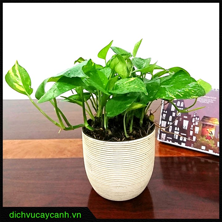 Cây trầu bà, với tên khoa học là Epipremnum aureum