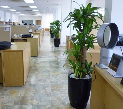 dịch vụ cho thuê cây cảnh văn phòng