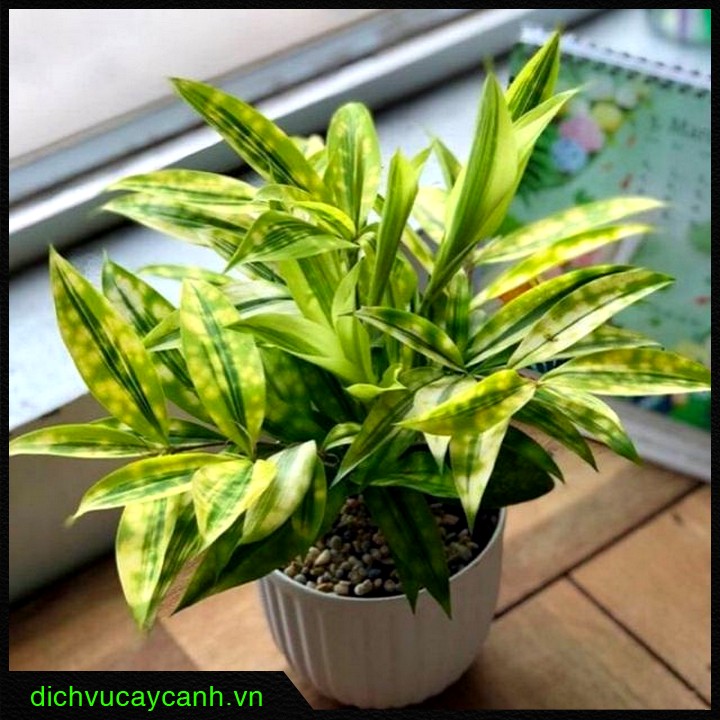 mệnh thủy hợp cây gì trong phòng làm việc