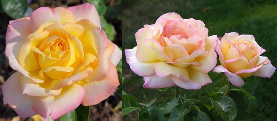 Hybrid Tea