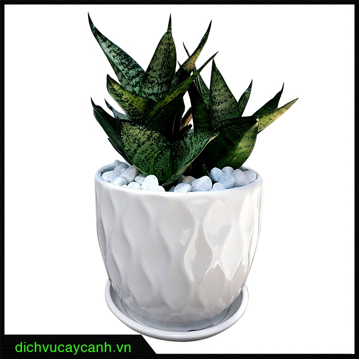 Người tuổi Tý nên trồng cây gì trong nhà