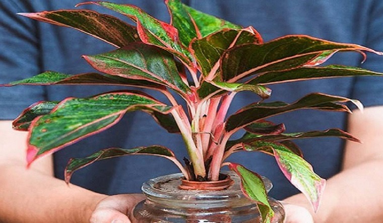 Người tuổi Tý nên trồng cây gì trong nhà