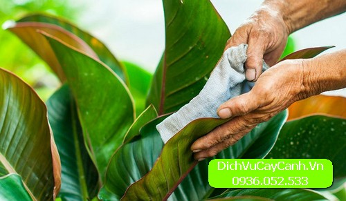 dịch vụ chăm sóc cây cảnh tại nhà 