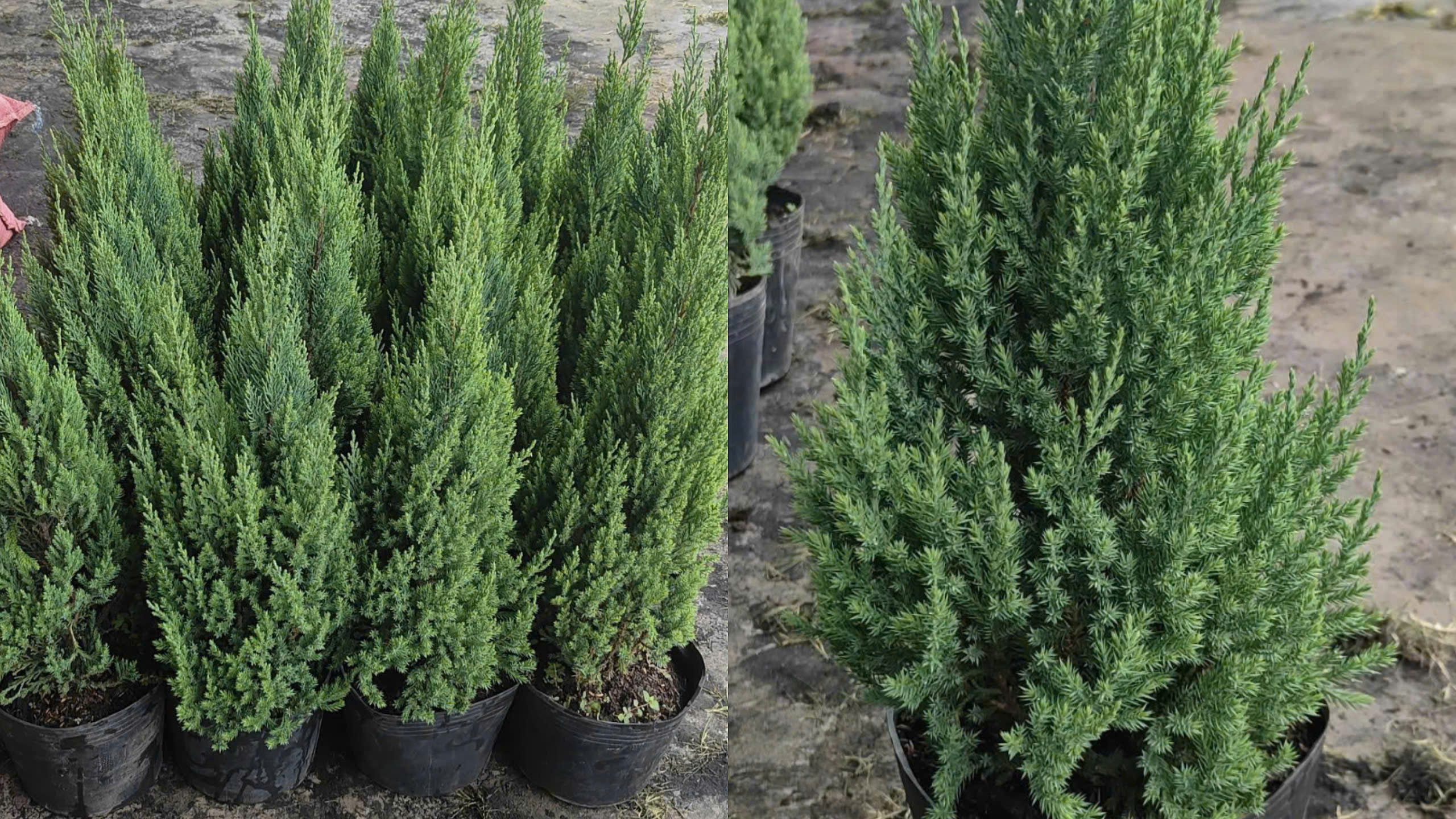 Đặc điểm sinh học của cây Sơn Tùng