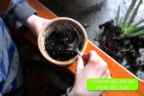 Cách trồng sen đá khi mới mua về