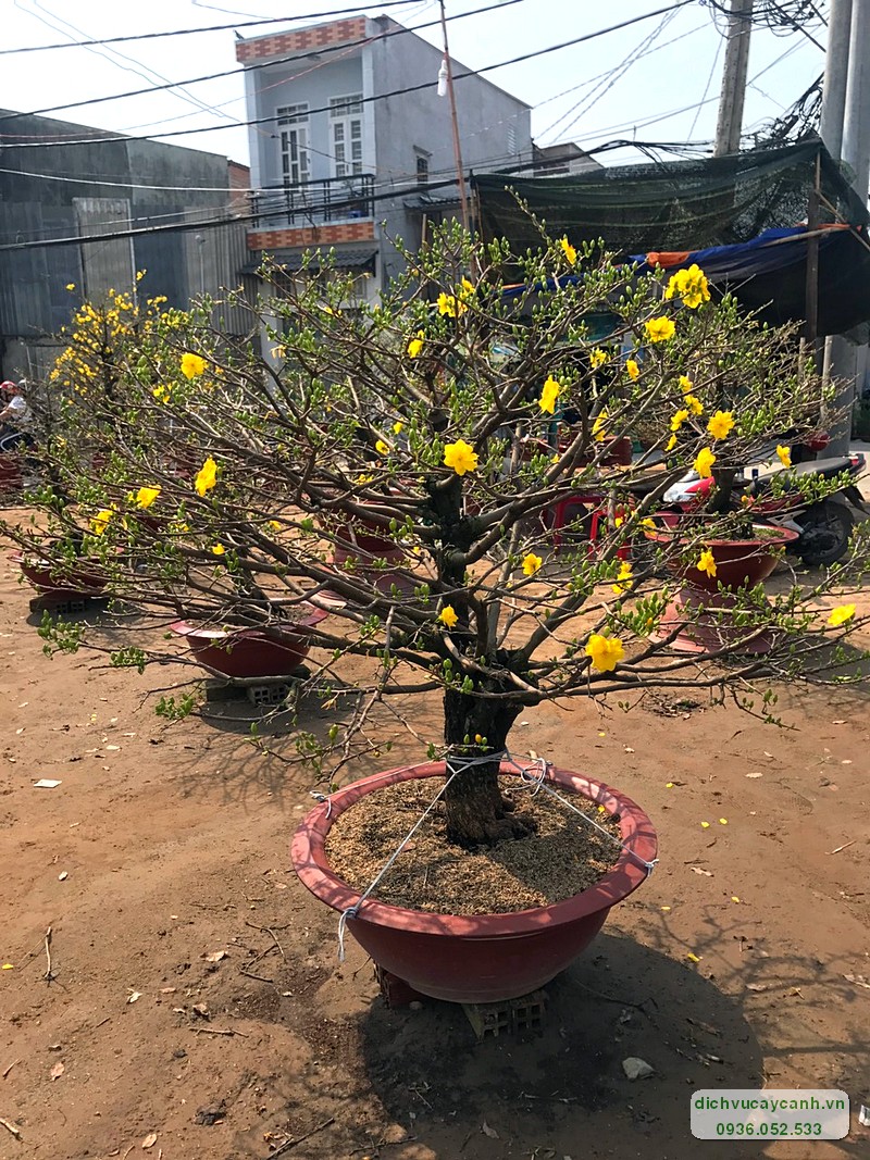 cho thuê mai tân niên