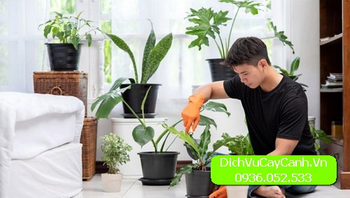 cách chăm sóc cây cảnh trong văn phòng