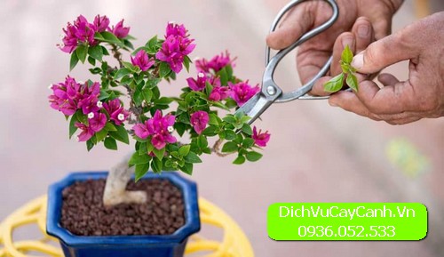 cách chăm sóc cây cảnh trong văn phòng
