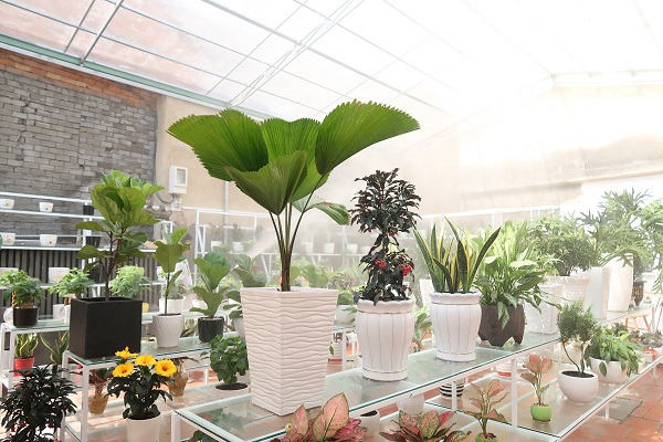 cho thuê cây cảnh sự kiện quận 1