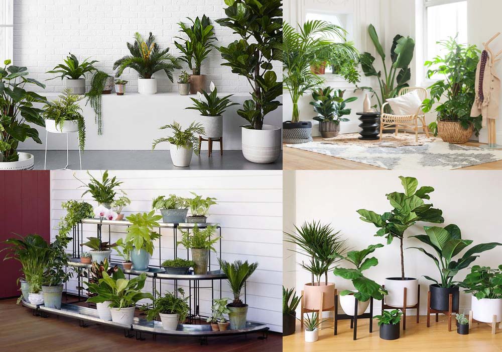 cho thuê cây cảnh sự kiện quận Phú Nhuận