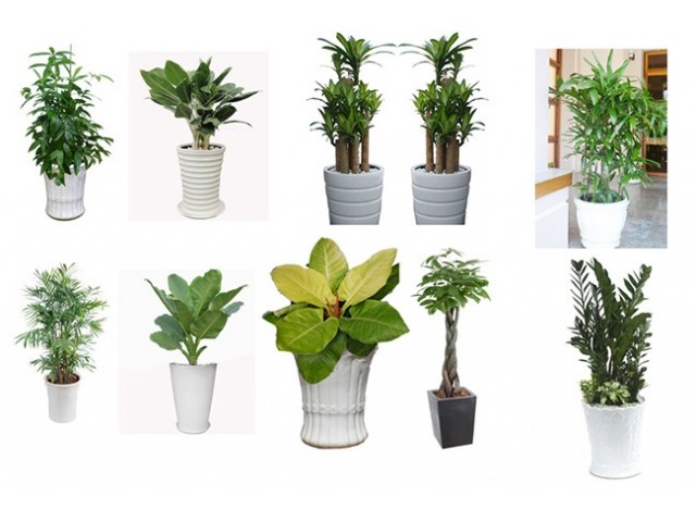 cho thuê cây cảnh sự kiện quận 2