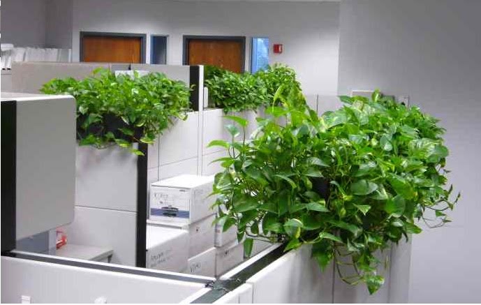 cho thuê cây cảnh sự kiện quận 2
