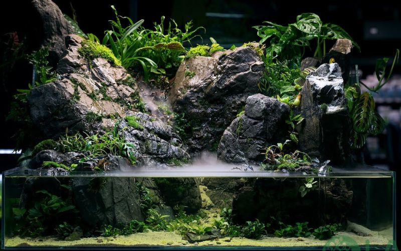 Aquaterrarium là dạng bể bán cạn kết hợp hài hòa giữa môi trường nước và cây trồng trên cạn.