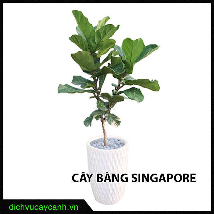 cây bàng Singapore cây bàng Singapore