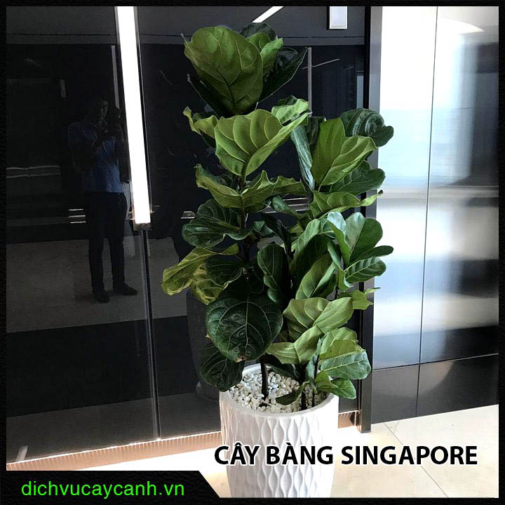 cây bàng Singapore cây bàng Singapore