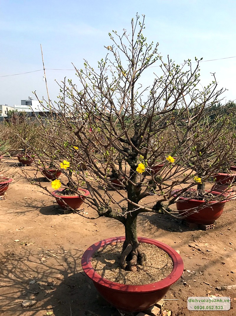 Bảng giá cho thuê mai Tết