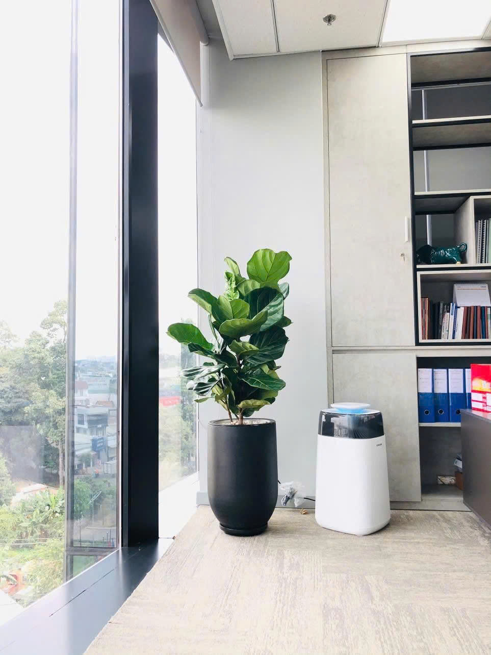 cây xanh quà tặng