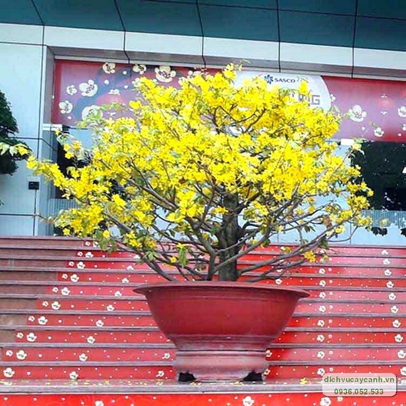 báo giá cho thuê mai Tết 