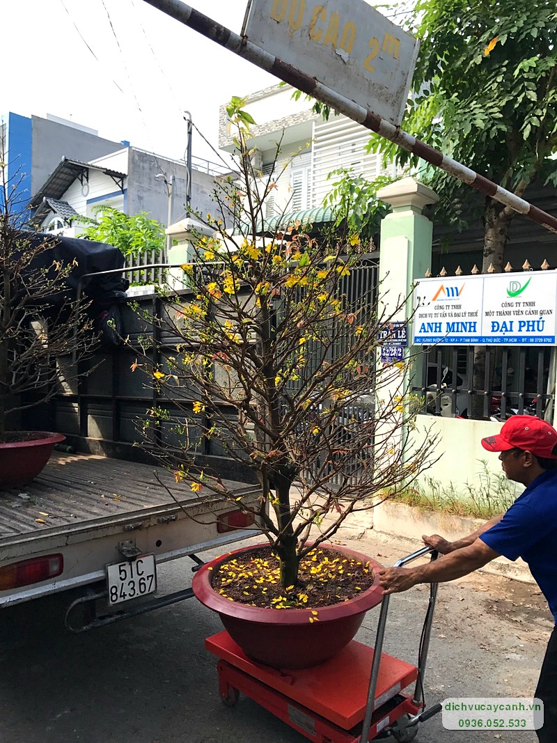 báo giá cho thuê mai Tết 