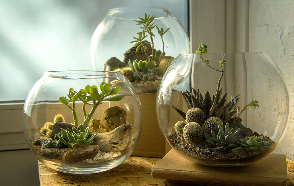 Desert Terrarium mô phỏng môi trường sa mạc, phù hợp trồng xương rồng và cây ưa khô hạn.