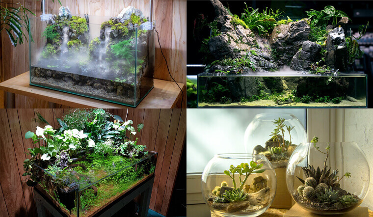 Bể terrarium là hệ sinh thái thu nhỏ trong bể kính dùng để trang trí không gian sống.
