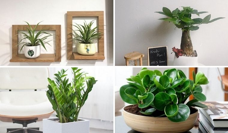 Chăm sóc đúng ánh sáng và tưới nước hợp lý giúp cây mini luôn xanh tốt.