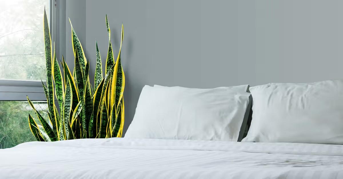 Chọn cây lưỡi hổ hợp mệnh giúp thu hút may mắn.