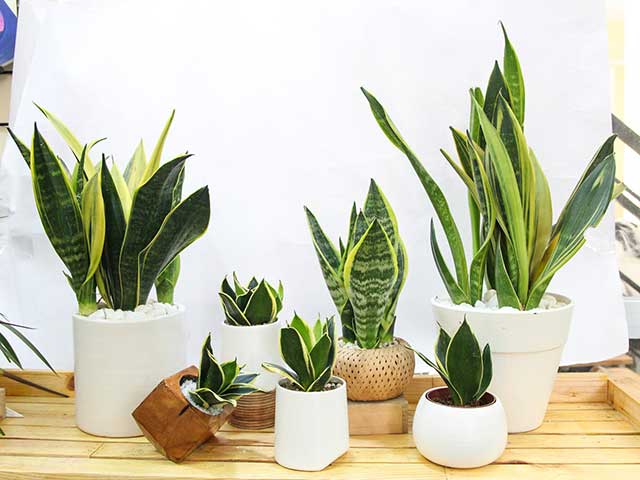 các cây cảnh dễ chăm sóc