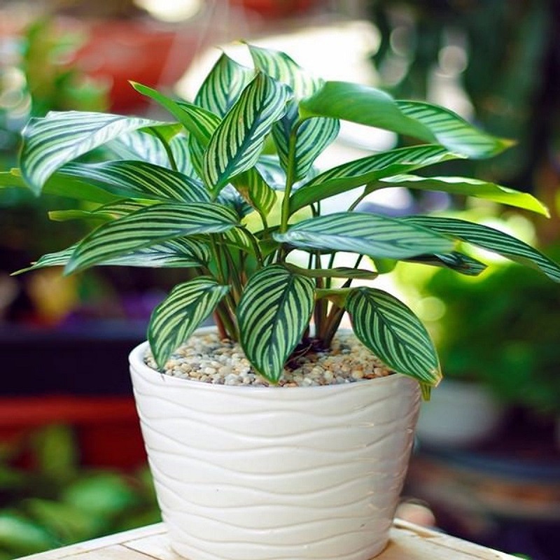 các cây cảnh dễ chăm sóc