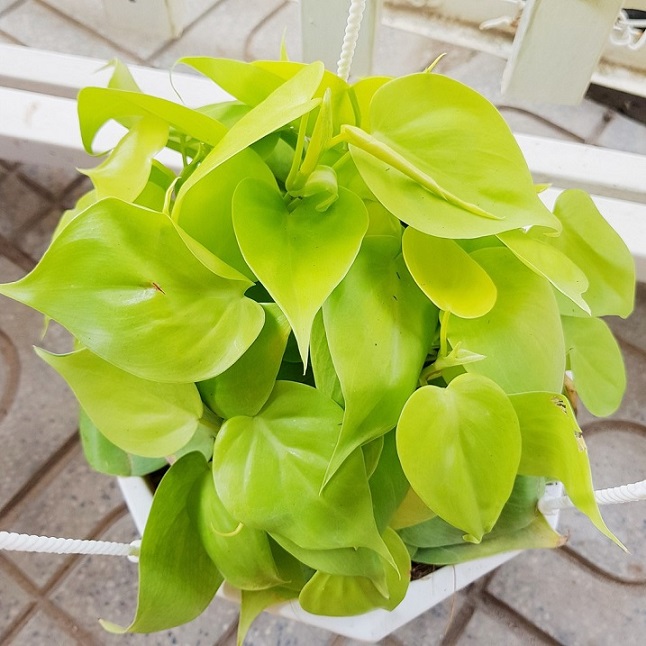 các cây cảnh dễ chăm sóc