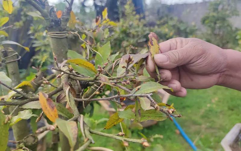 Nhận biết sớm dấu hiệu cây mai suy yếu để xử lý kịp thời.