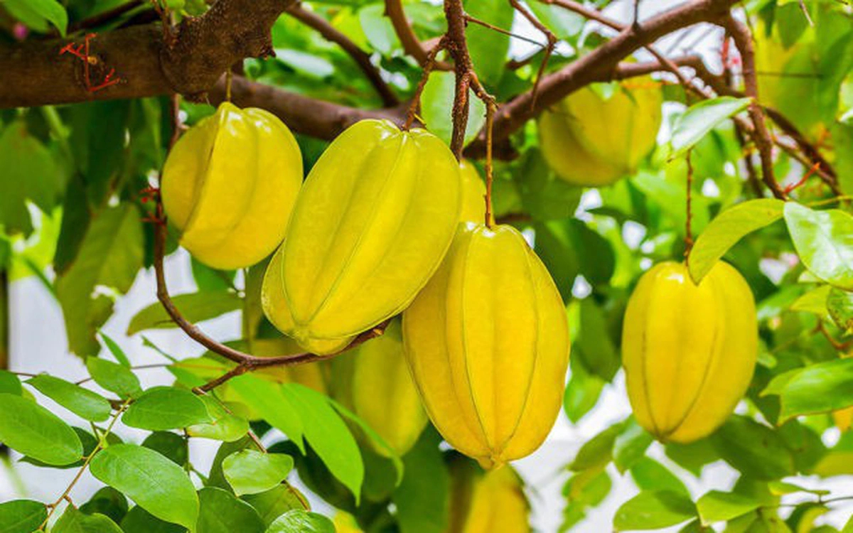 Tổng hợp các loại cây ăn quả dễ trồng, dễ chăm, thu hoạch nhanh