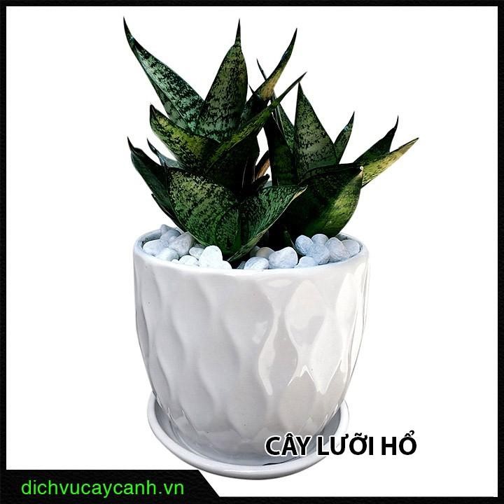 các loại cây cảnh làm quà tặng