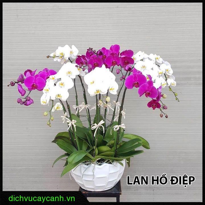 các loại cây cảnh làm quà tặng