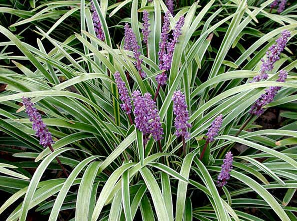 Các loại cỏ lan chi, lá măng, lá đinh lăng tạo lớp nền mềm mại và tự nhiên cho bình hoa.