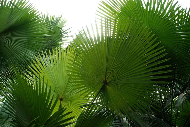 Lá cọ mang vẻ đẹp khỏe khoắn, tạo điểm nhấn ấn tượng cho bình hoa.