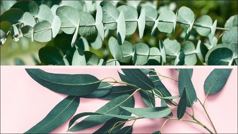 Lá khuynh diệp tạo vẻ tinh tế và mang hương thơm dịu nhẹ cho bình hoa.