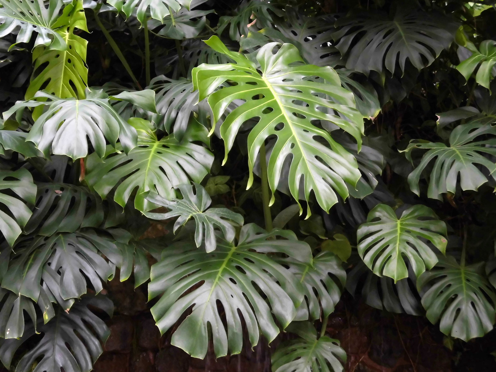 Lá monstera nổi bật với các khe xẻ độc đáo, tạo điểm nhấn hiện đại cho bình hoa.
