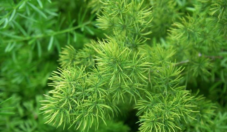 Lá thiên môn nhỏ nhắn, tạo điểm nhấn nhẹ nhàng cho bình hoa.