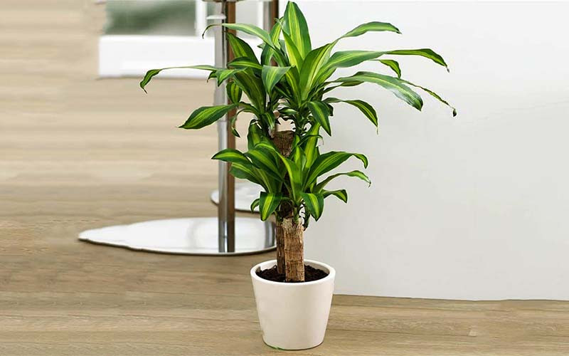 Lá thiết mộc lan mang đến sự sang trọng và kết cấu vững chắc cho bình hoa.