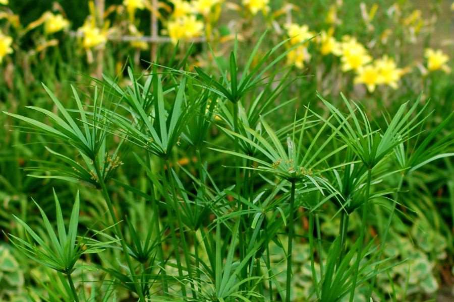 Lá thủy trúc mảnh mai, giúp cân đối và làm nổi bật bình hoa.