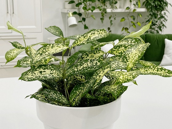 Lá trúc đốm với hoa văn đặc trưng tạo sự sinh động cho bình hoa.