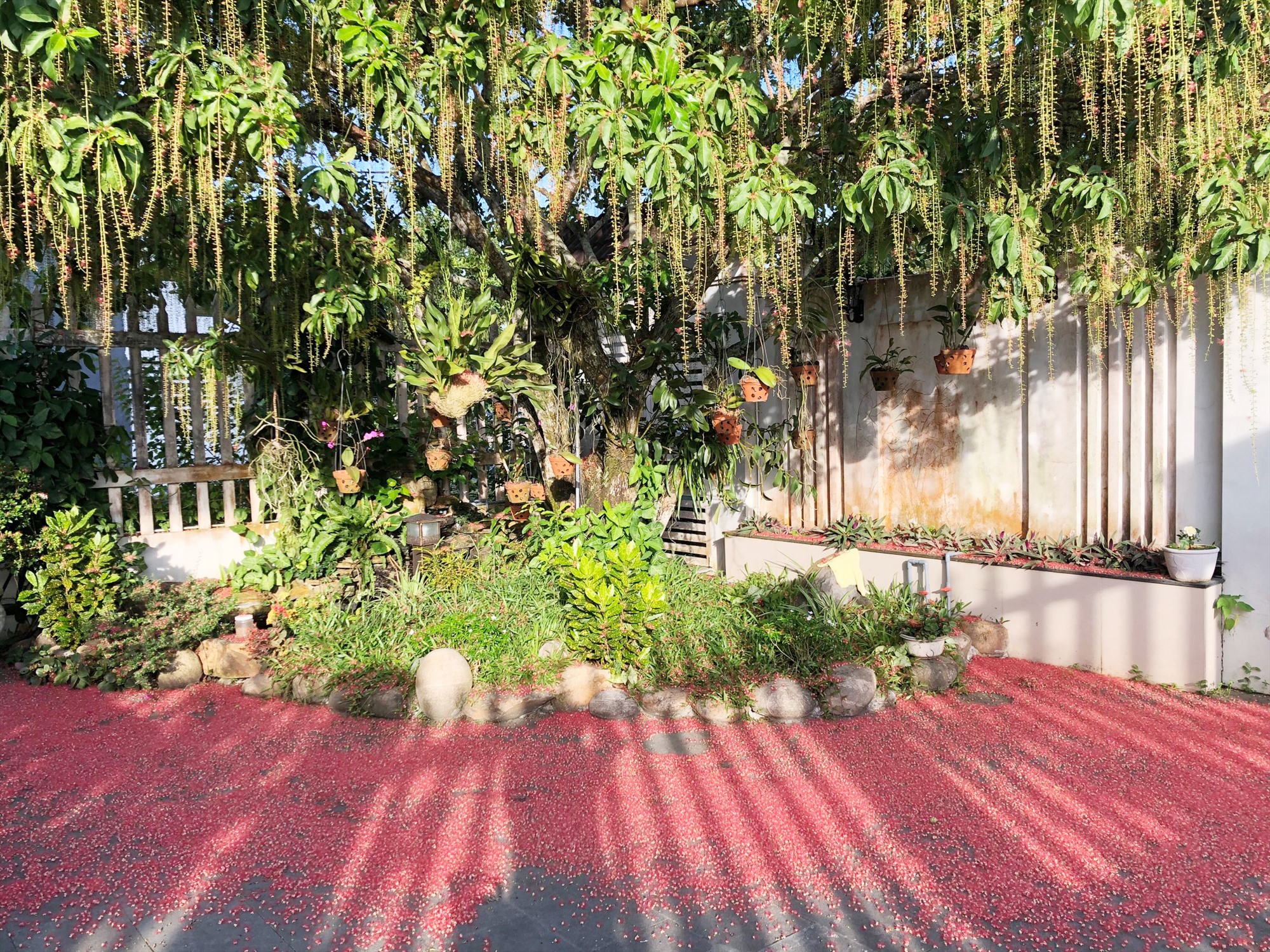 mẫu cây đẹp cho sân vườn