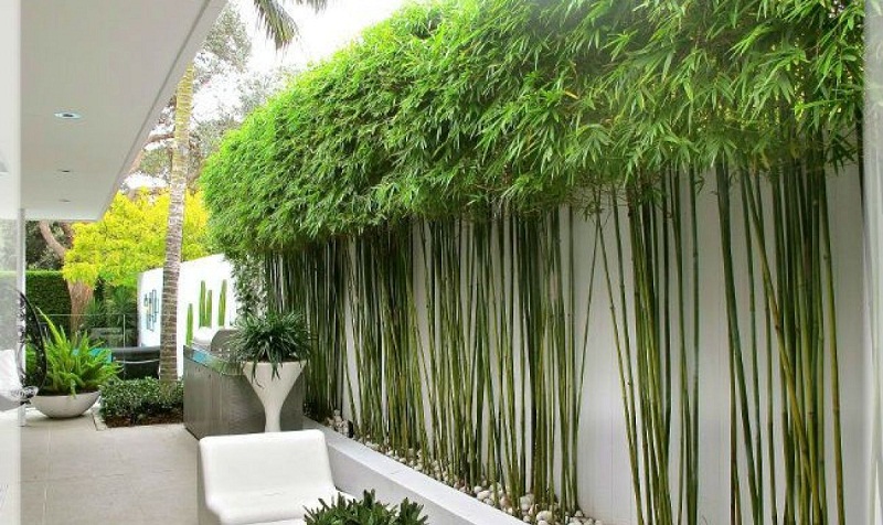mẫu cây đẹp cho sân vườn