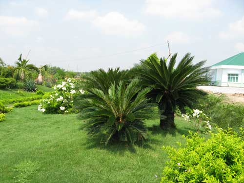 mẫu cây đẹp cho sân vườn