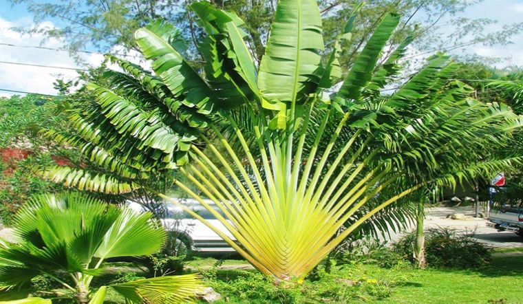 mẫu cây đẹp cho sân vườn