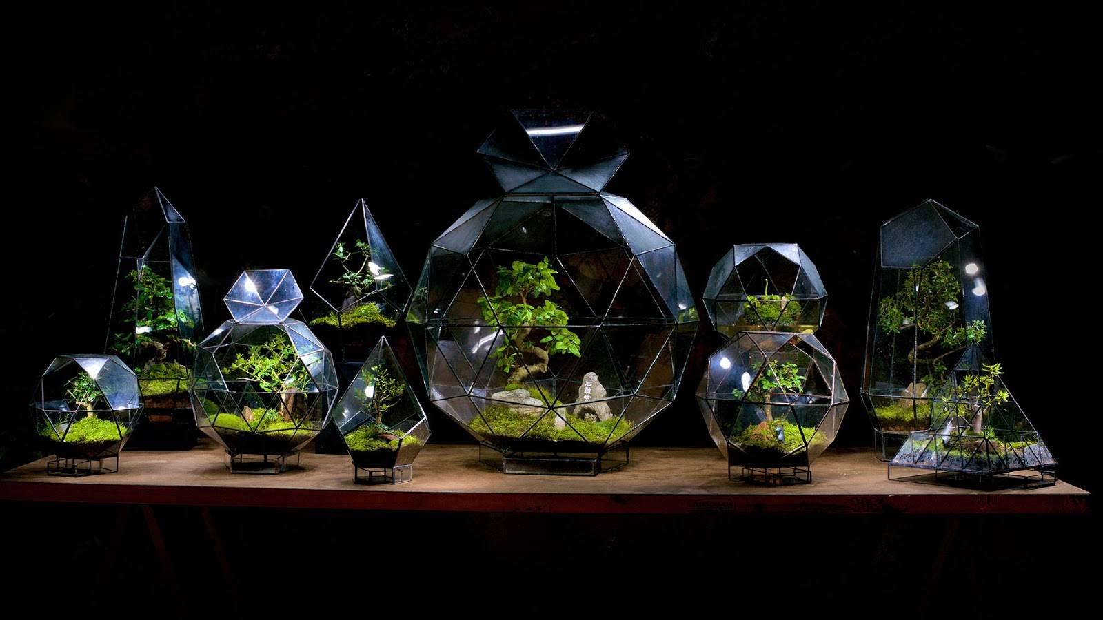 Cách chăm sóc bể terrarium hiệu quả giúp duy trì sức khỏe cây và vẻ đẹp tiểu cảnh.